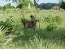 A difficult life for a young baboon