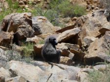 A pensive baboon seen on our way to the Namib desert