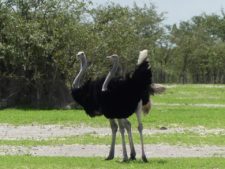 Ostrich couple chatting in Etosha National Park