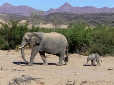 A mother elephant and her one-month-old calf