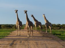 A group of giraffes facing a leopard