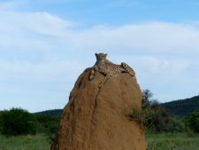 A cheetah on its observation promontory