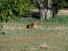 Young lion at rest in the Hobatere reserve