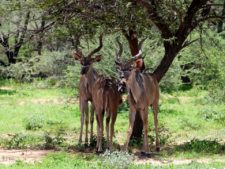 A group of young kudus in Okonjima Reserve