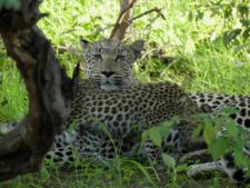 A mother leopard and her two cubs in Okonjima Reserve