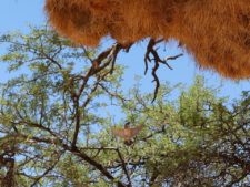 Sociable weavers and their community nest