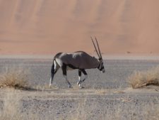 An oryx in front of the Namib dunes near Sossusvlei