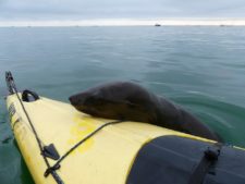 Surprise visit of a fur seal at Pelican Point