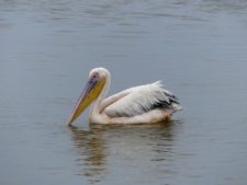 A lonely pelican in Walvis Bay