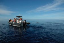 A pilot whale near the zodiac