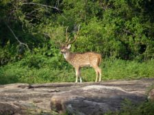 Spotted deer on the lookout