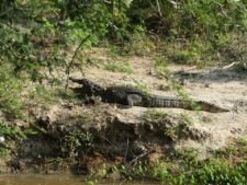 Mugger crocodile basking in the sun in Yala National Park