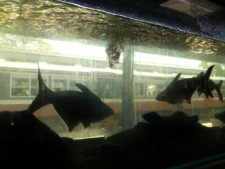 Travelling fishes in the Negombo train station