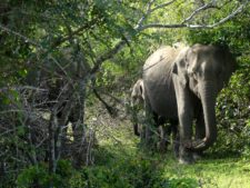 Pleasant encounter in Yala National Park